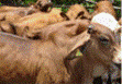 Bkgrcattle6.gif