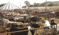 Nguni cattle for Auction