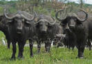 Cape Buffalo Herd