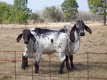 Brahman Cattle