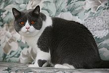 Microchip your Cat