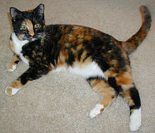 Tortoise Shell Cat