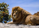 Lion male