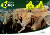 Order your cattle ID Tags