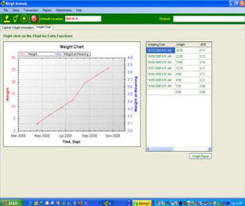 Weigh your cattle